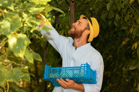 organic gardening. Caucasian smiling farmer wearing straw hat holds a box with harvest and picking fruits. The concept of harvesting and local farming.の写真素材