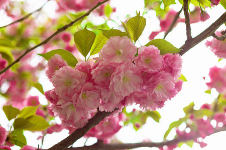 Close up branches of pink cherry blossoms. Hanami spring season.