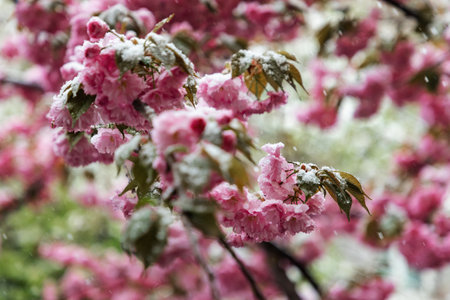 Branch of cherry blossoms covered with snow close-up. Hanami spring season.の写真素材