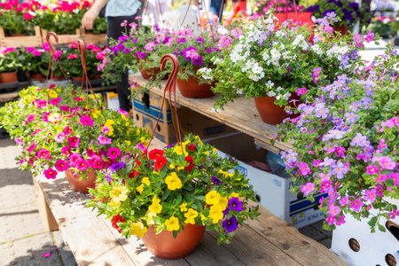 Close up of wooden shelves with pots of flowering plants. spring flower festival.の写真素材