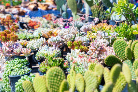 Close up of many pots with cacti on table at flower spring festival.の写真素材
