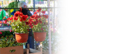 Flowering plant pots at spring festival. Summer blooming and gardening. Web banner mock up. copyspace.の写真素材