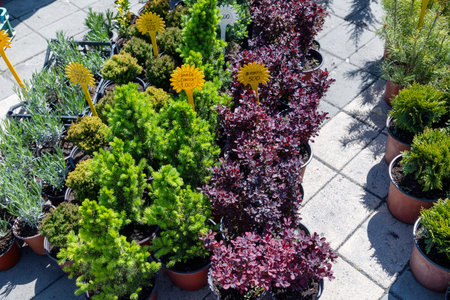 flower spring festival. Top view of pots with price tags.の写真素材