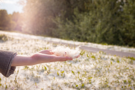 Womans hand holds and shows bunch of Poplar fluff. Allergen, the concept of health hazard. Close upの写真素材