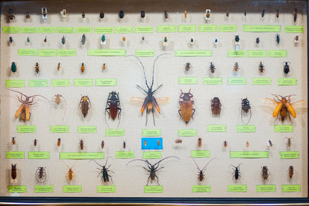 Entomological collection of dried beetles and bugs under glass. My hobby is studying insects. Museum exhibition.の写真素材