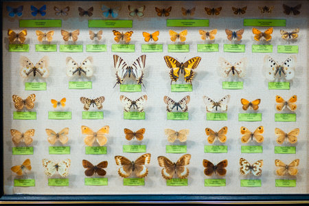 Entomological collection of dried different butterflies and moths. Hobby is studying insects. Museum exhibition.の写真素材