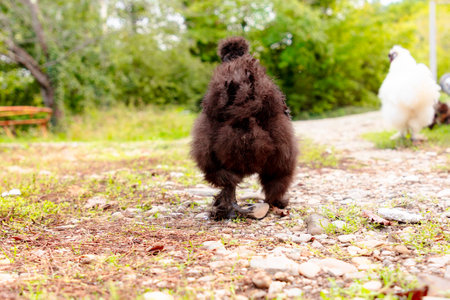 Back view of black chicken at farm. Sustainably Raised Chicken In Species-Appropriate Free-Range Husbandry.の写真素材