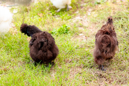 Back view of black Chinese Silkie Brahma chicken feeding in farm. Ethically Raised Chicken in Natural, Free-Range Farming.の写真素材