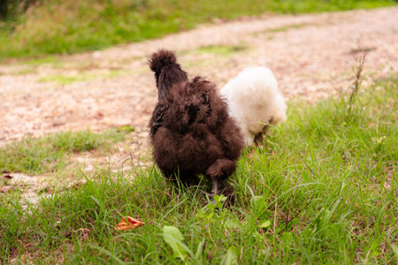 Back view of black and white chickens with rooster feeding at eco farm. Ethically Raised Chicken in Natural, Free-Range Farming.の写真素材