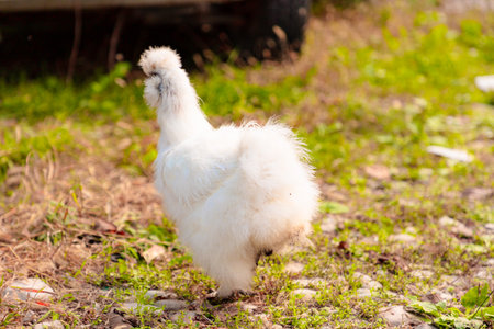 Back view of Chinese Silkie Brahma chicken feeding in grass meadow. Sustainably Raised Chicken In Species-Appropriate Free-Range Husbandry.の写真素材