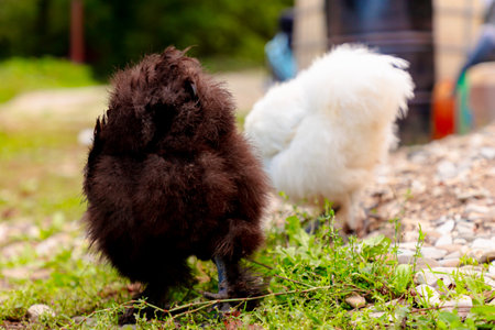 Back view of multicolored chickens feeding at eco farm. Sustainably Raised Chicken In Species-Appropriate Free-Range Husbandry.の写真素材