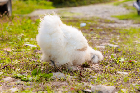 Silkie chicken feeding in grass meadow. Low angle view.の写真素材