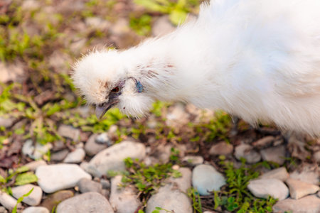 Close up view of Chinese Silkie Brahma chicken feeding in grass meadow. Sustainably Raised Chicken In Species-Appropriate Free-Range Husbandry.の写真素材