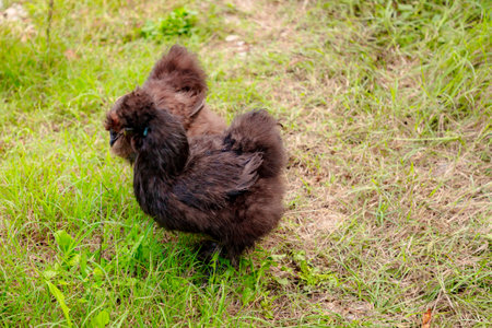 Group of black Chinese Silkie Brahma chicken feeding in farm.の写真素材