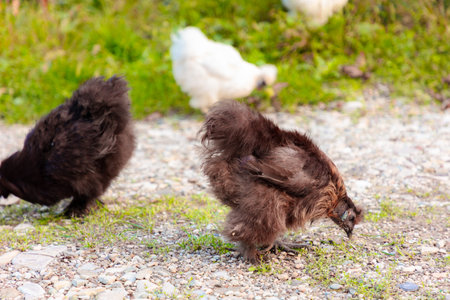 Group of chickens feeding at farm. Sustainably Raised Chicken In Species-Appropriate Free-Range Husbandry.の写真素材