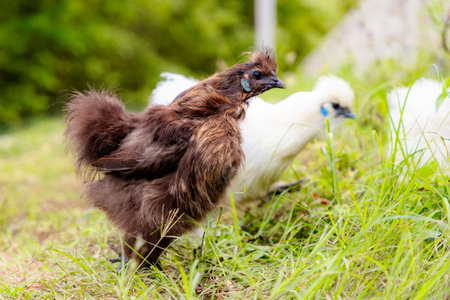 Side view of black and white chickens with rooster feeding at eco farm. Ethically Raised Chicken in Natural, Free-Range Farming.の写真素材