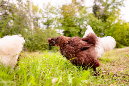 Side view of black and white chickens with rooster feeding at eco farm. Low angle view.の写真素材