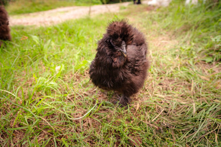 Top view of chicken with rooster feeding at eco farm. Ethically Raised Chicken in Natural, Free-Range Farming.の写真素材
