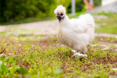 Wide shot of chicken feeding in grass meadow. Low angle shot. Copy space.の写真素材