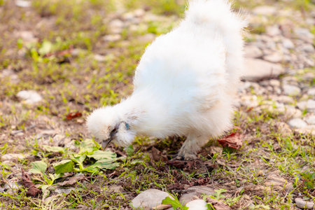 Close up view of Chinese Silkie Brahma chicken feeding in grass meadow. Ethically Raised Chicken in Natural, Free-Range Farming.の写真素材