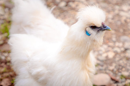 Close up of Chinese Silkie Brahma chicken. Sustainably Raised Chicken In Species-Appropriate Free-Range Husbandry.の写真素材