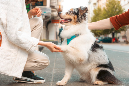 Side view of couple training their Aussie dog. Pet gives paw to woman. Dog training and city walking.の写真素材