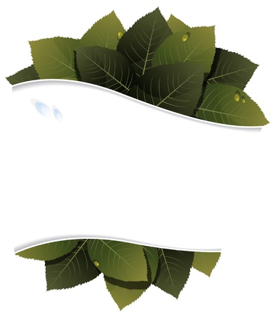 Lush foliage with water drops on a white backgroundのイラスト素材