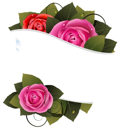 Roses and leaves on a white background with place for text のイラスト素材
