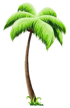 Palm tree on a white backgroundのイラスト素材