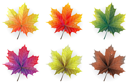 Autumn maple leaves with  dew drops on a white backgroundのイラスト素材