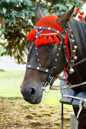 natty horse with pleasure will  roll  horseback childrenの写真素材