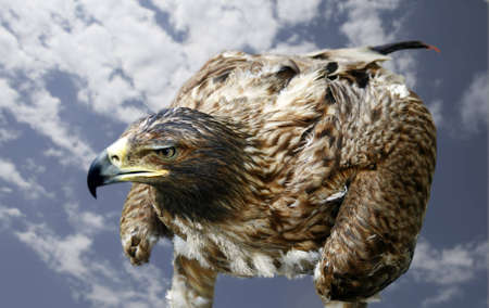 It is a yellow-beaked nestling of a bird of prey, the Caucasian mountains