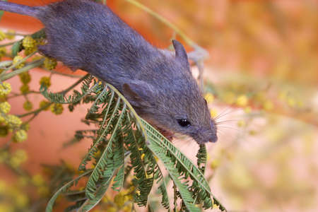small  mouse sits on branch of the mimosa, studies surrounding worldの写真素材