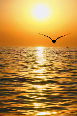 The sea lighted up by a sunset, a seagull and a shipの写真素材