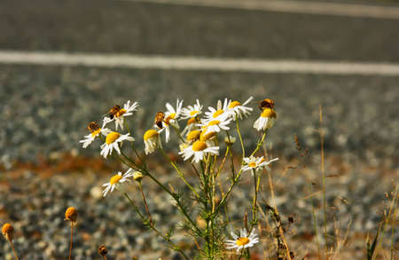 Workers of a bee pollinate roadside flowersの写真素材