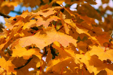 Beautiful drawing from crossed branches and red leaves against the blue sky