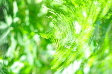 Wild Nature - Fern close-up in sunny forestの写真素材