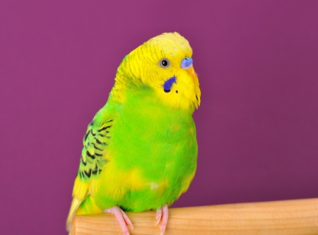 Motley yellow-green budgerigar parrot closeup perched on a stand of purple backgroundの写真素材