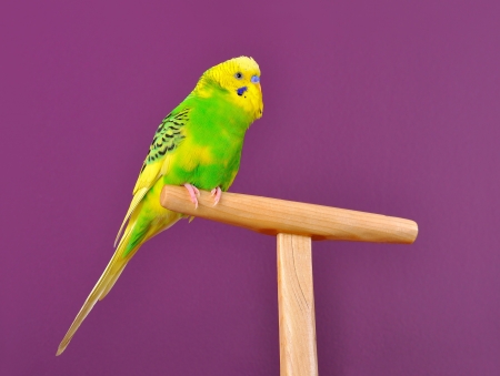 Motley yellow-green budgerigar parrot perched on a stand of purple backgrund Motley yellow-green budgerigar parrot perched on a stand of purple backgrund