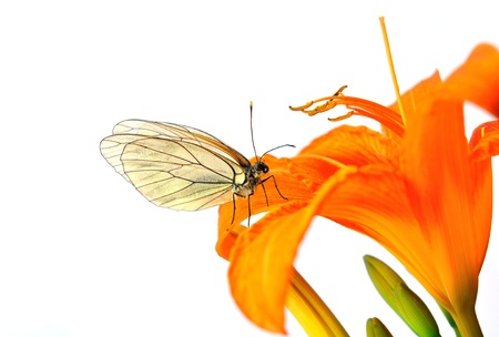 Orange flower, on the flower is perched butterfly isolated on white background 