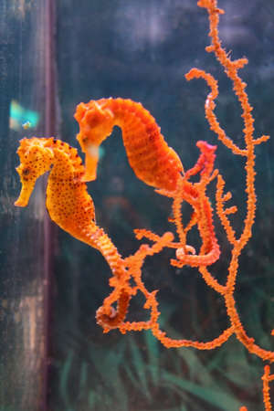 rich, vibrant color into the marine aquariumの写真素材