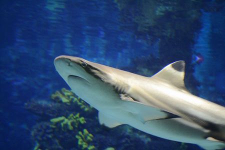 rich, vibrant color into the marine aquariumの写真素材