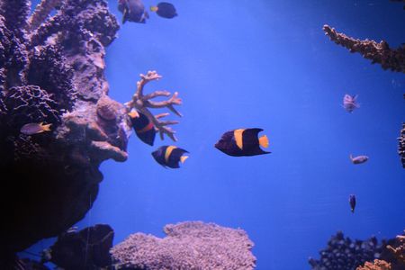 rich, vibrant color into the marine aquariumの写真素材