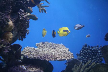 rich, vibrant color into the marine aquariumの写真素材