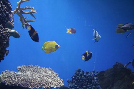 rich, vibrant color into the marine aquariumの写真素材