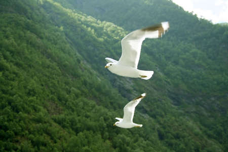 As a magical seagull, flap your wings and flyの写真素材