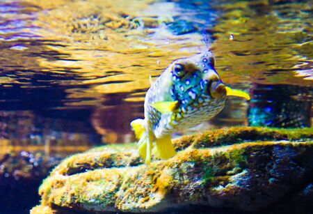 beautiful colored tropical fishの写真素材