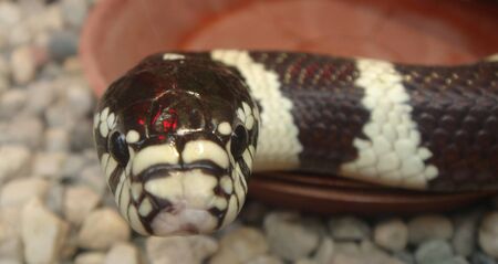 white and brown snake crawling on the gravel