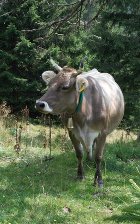 cow with bell under the trees in the mountainsの写真素材