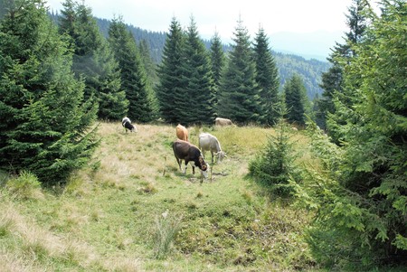 mountain landscape with cows grazing under the treesの写真素材